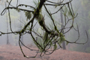 Lichen in the forest