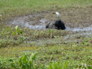 Water Buffalo and Cattle Egret