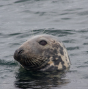 Seal at Canna