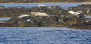 Seals at the Ardmore Islands
