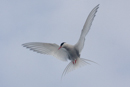 Tern fishing in Balta Sound