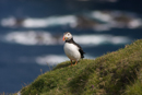 Puffin at Hermaness