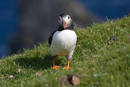 Puffin at Hermaness