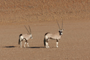 Oryx - Sossusvlei