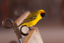 Weaver Bird - Sossusvlei