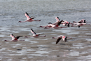 Flamingos - Walvis Bay