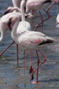 Flamingo - Walvis Bay
