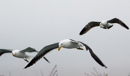 Kelp Gulls - Walvis Bay