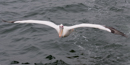Pelican - Walvis Bay
