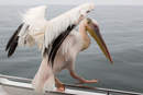 Pelican - Walvis Bay