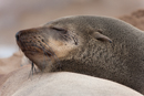 Fur Seal - Cape Cross