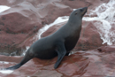Fur Seal - Cape Cross