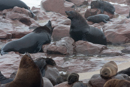Fur Seals - Cape Cross