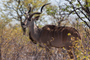 Kudu - Etosha