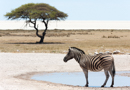 Zebra - Etosha
