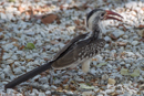 Red-billed Hornbill - Etosha