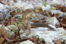 Ground Squirrel - Etosha