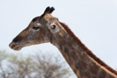 Giraffe - Etosha