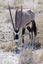 Oryx - Etosha
