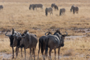 Wildebeest - Etosha