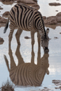 Zebra - Etosha