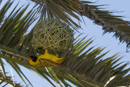 Weaver Bird - Etosha