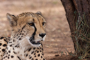 Cheetah - Cheetah Conservation Foundation