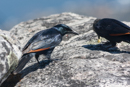 Red-winged Starling - Table Mountain