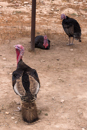 Turkeys - Oudtshoorn