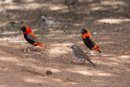 Cardinal Birds - Oudtshoorn