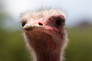 Ostrich - Oudtshoorn