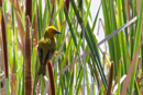 Weaver Bird - Botelierskop Game Reserve
