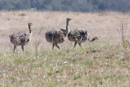 Ostrich - Botelierskop Game Reserve