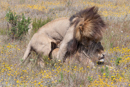 Lions - Botelierskop Game Reserve