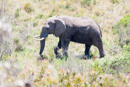 Elephant - Botelierskop Game Reserve