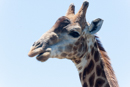 Giraffe - Botelierskop Game Reserve