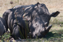Rhino - Botelierskop Game Reserve