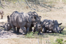 Rhino - Botelierskop Game Reserve
