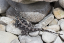 Lizard - Cape Agulhas