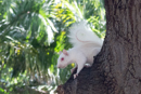 Albino Squirrel - Cape Town