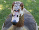 Egyptian Goose - Kirstenbosch