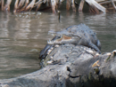 Crocodile - Tortuguero national park