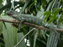 Green Iguana - Tortuguero