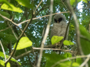 Black-and-white Owl - Tortuguero
