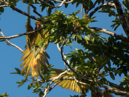 Great Green Macaws - Tortuguero