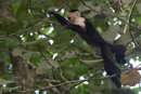 White-faced Capuchin - Cahuita