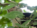 White-faced Capuchin - Cahuita