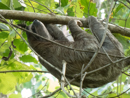 Three-toed Sloth - Cahuita