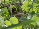 Three-toed Sloth and baby - Cahuita