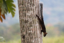 Red-tailed Squirrel - Villa Florencia
